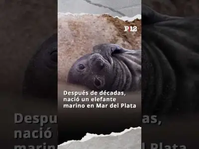 🥰  Después de décadas, nació un elefante marino en Mar del Plata