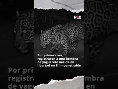 😍 Por primera vez, registraron a una hembra de yaguareté nacida en libertad en El Impenetrable