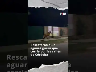 🦊 Rescataron a un aguará guazú que corría por las calles de Córdoba