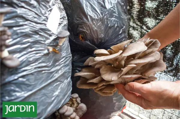 Cómo cultivar gírgolas y aprovechar todos sus beneficios