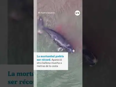 Advierten que la mortandad de ballenatos en Península Valdés podría ser récord este año